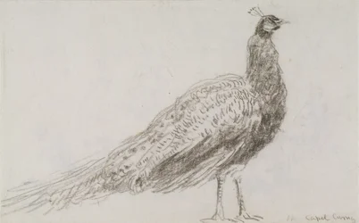 Pfau bei Capel Curig, um 1845
